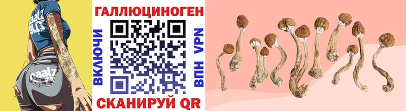 Псилоцибиновые грибы Cubensis  Купить закладки  Стрежевой 